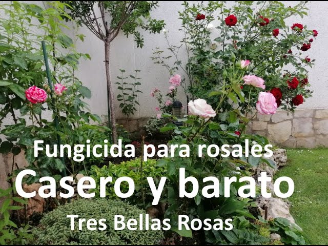 Remedios caseros para plagas de rosales