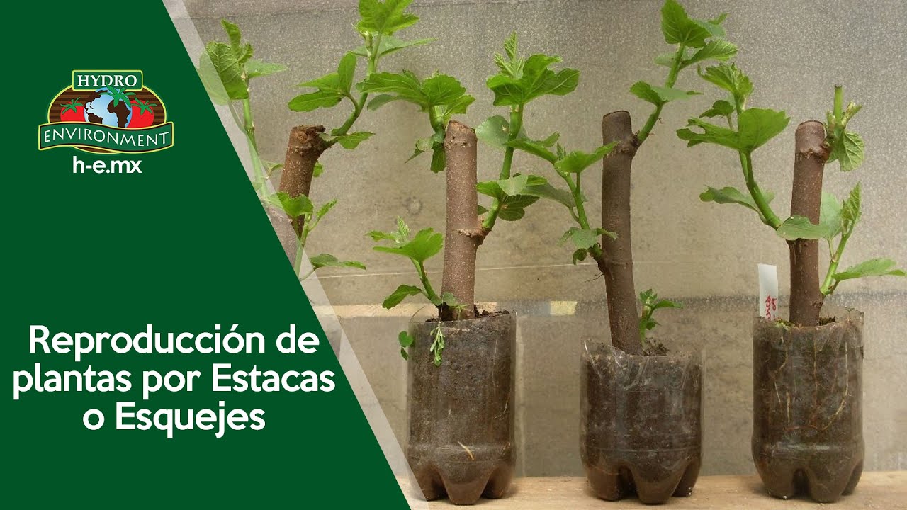 Reproducción por estaca: ¿en qué consiste?