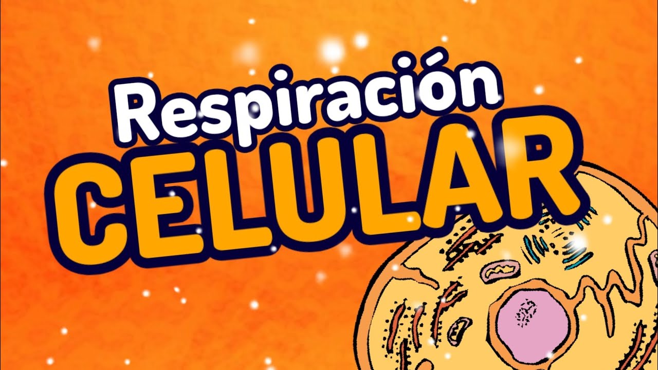 Respiración celular: ¿Cómo se lleva a cabo?