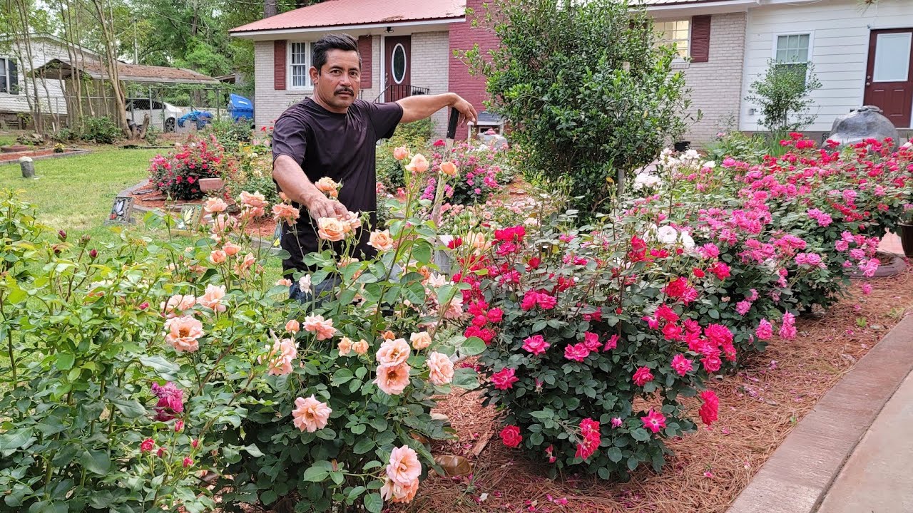 Rosas en el suelo: ¡una belleza natural!