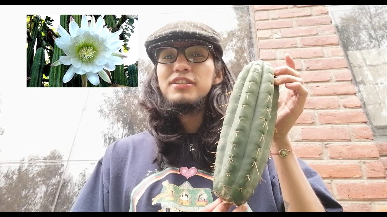 San Pedro de 7 puntas: una planta singular