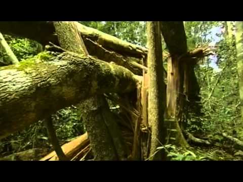 Selva tropical subcaducifolia: vida en equilibrio