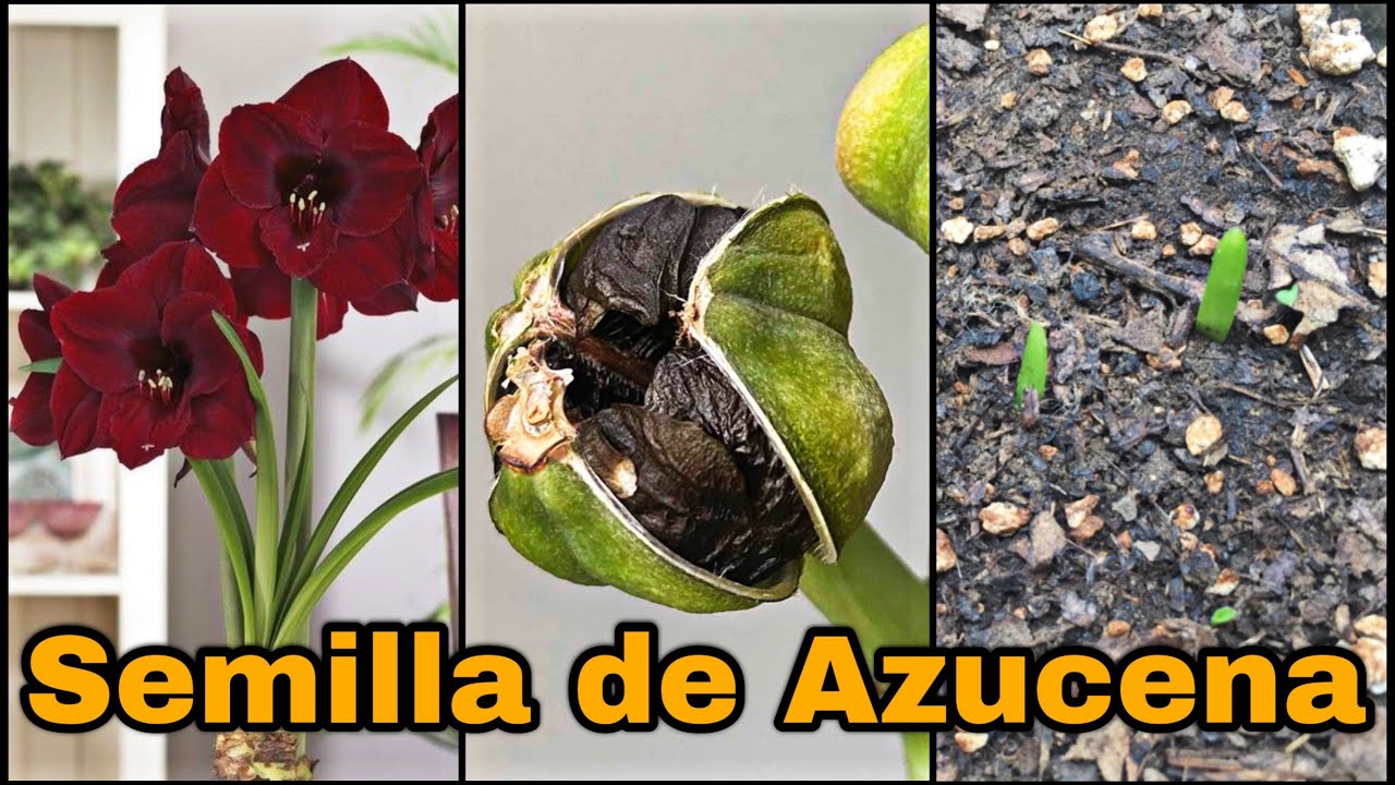 Semillas de los lirios: Conoce todo sobre las semillas de estas hermosas flores