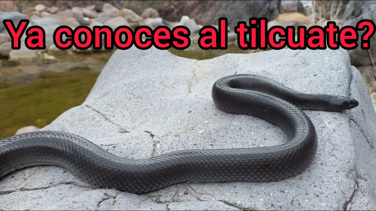 Serpiente café con manchas negras