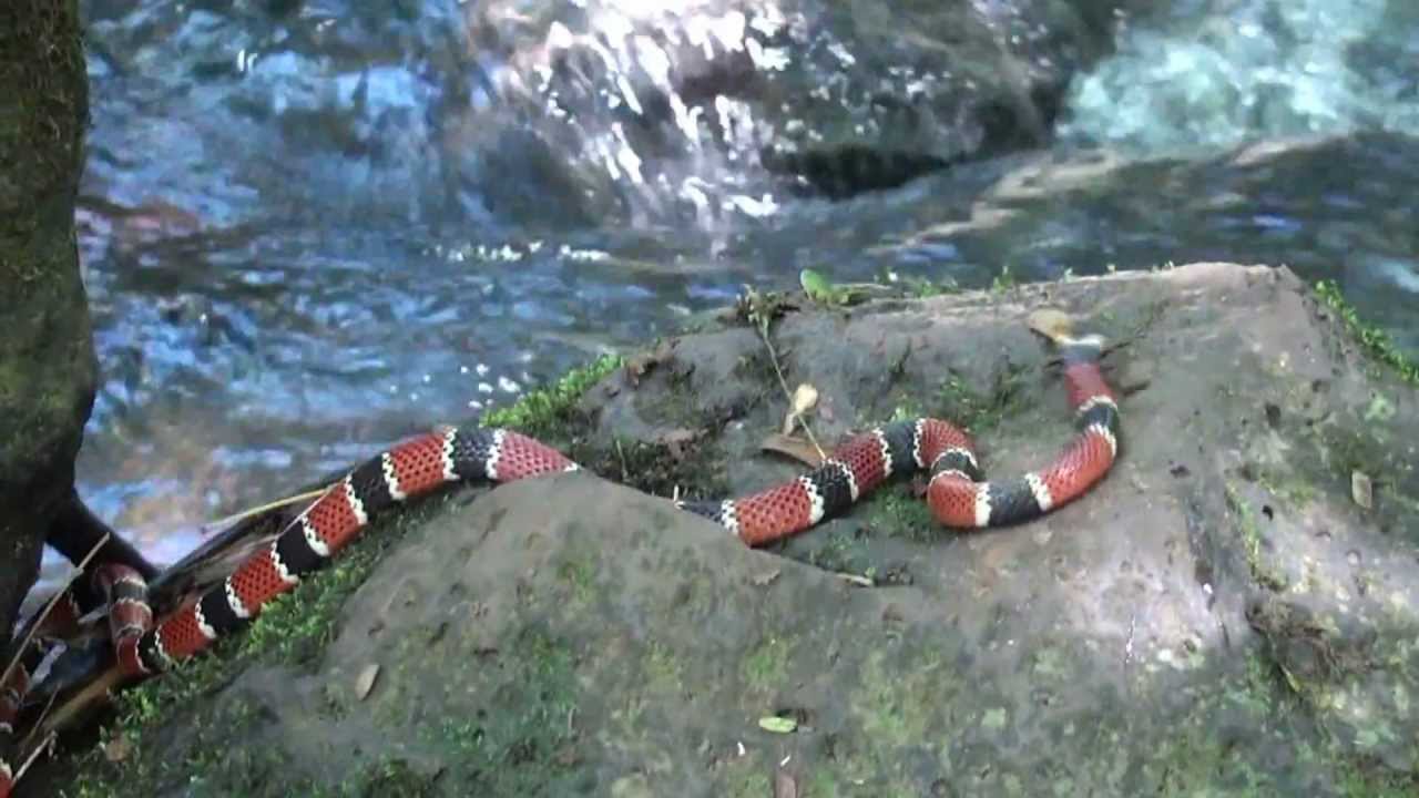 Serpiente roja negra y blanca: características