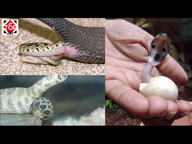 Serpientes: ¿ovíparas o vivíparas?