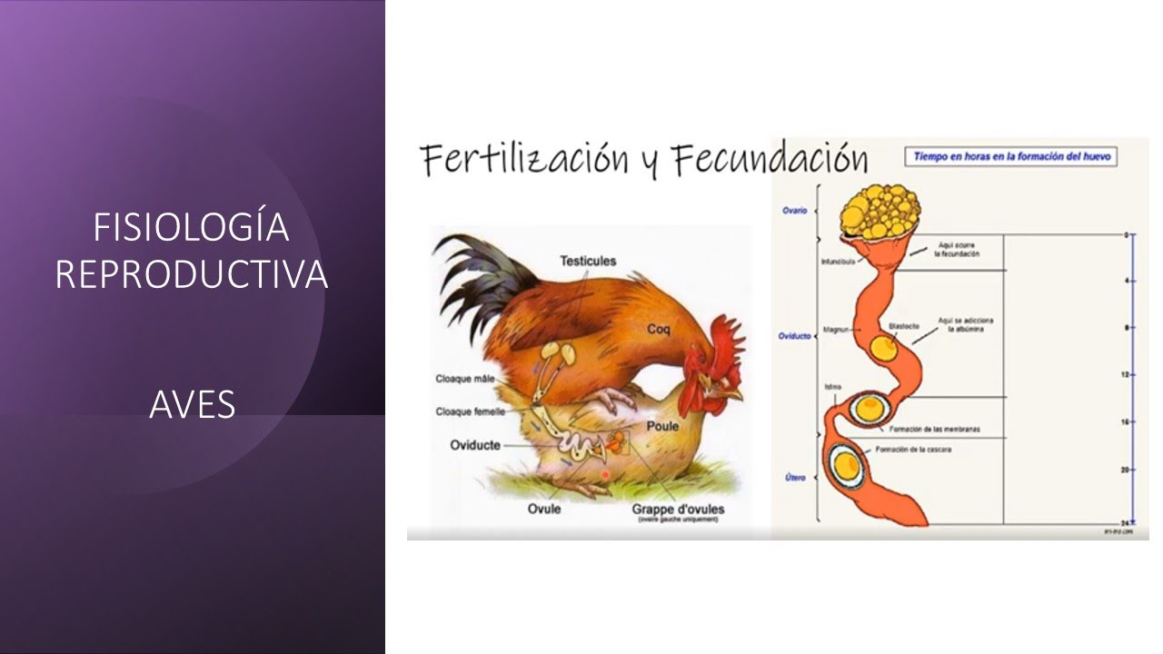 Sistema reproductivo de aves macho