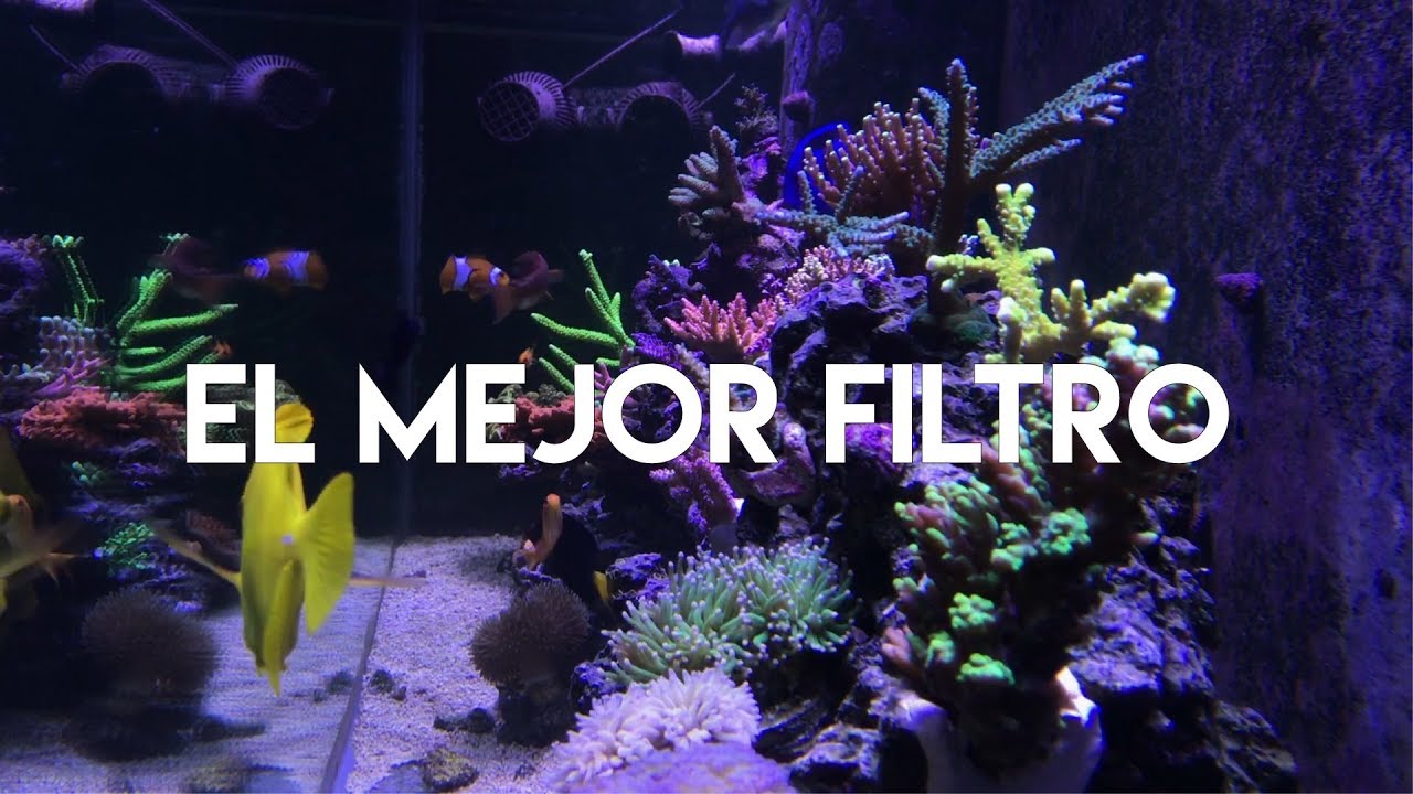Sistemas de filtrado perfectos para acuarios marinos