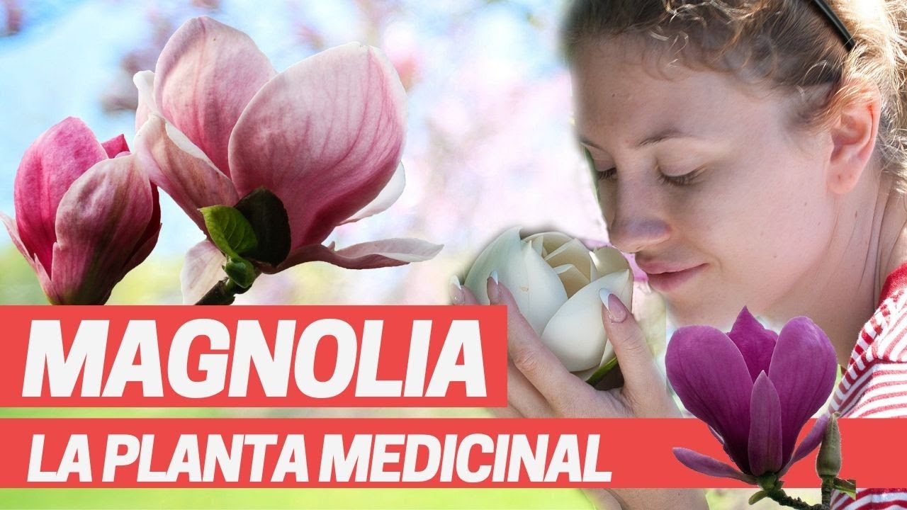 Té de magnolia: usos y beneficios