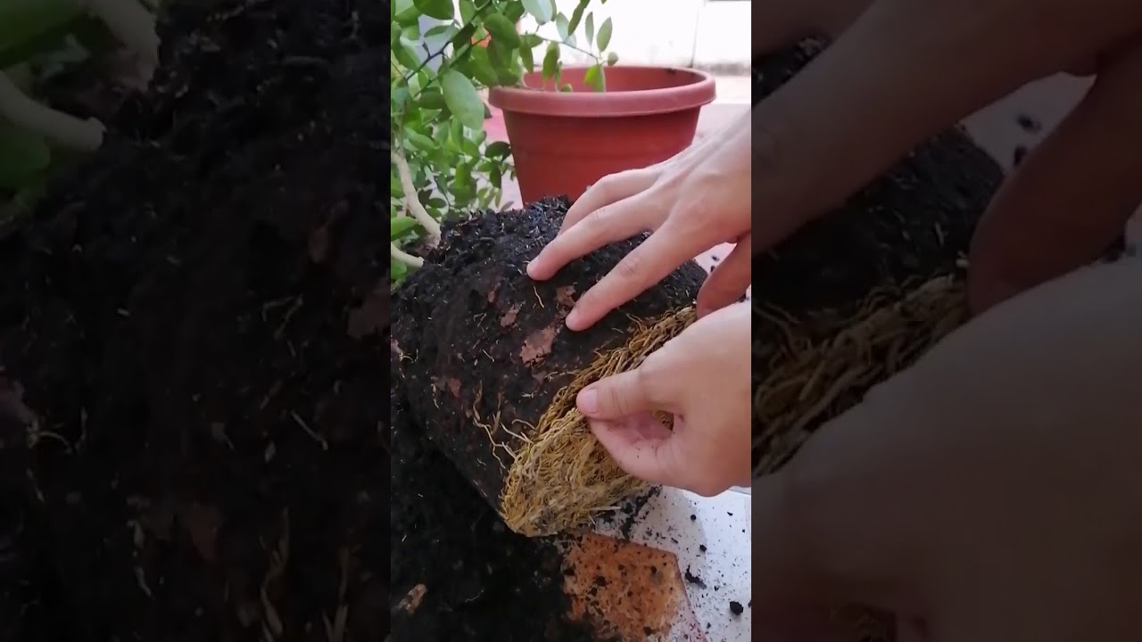 Técnicas para podar raíces de árboles en macetas