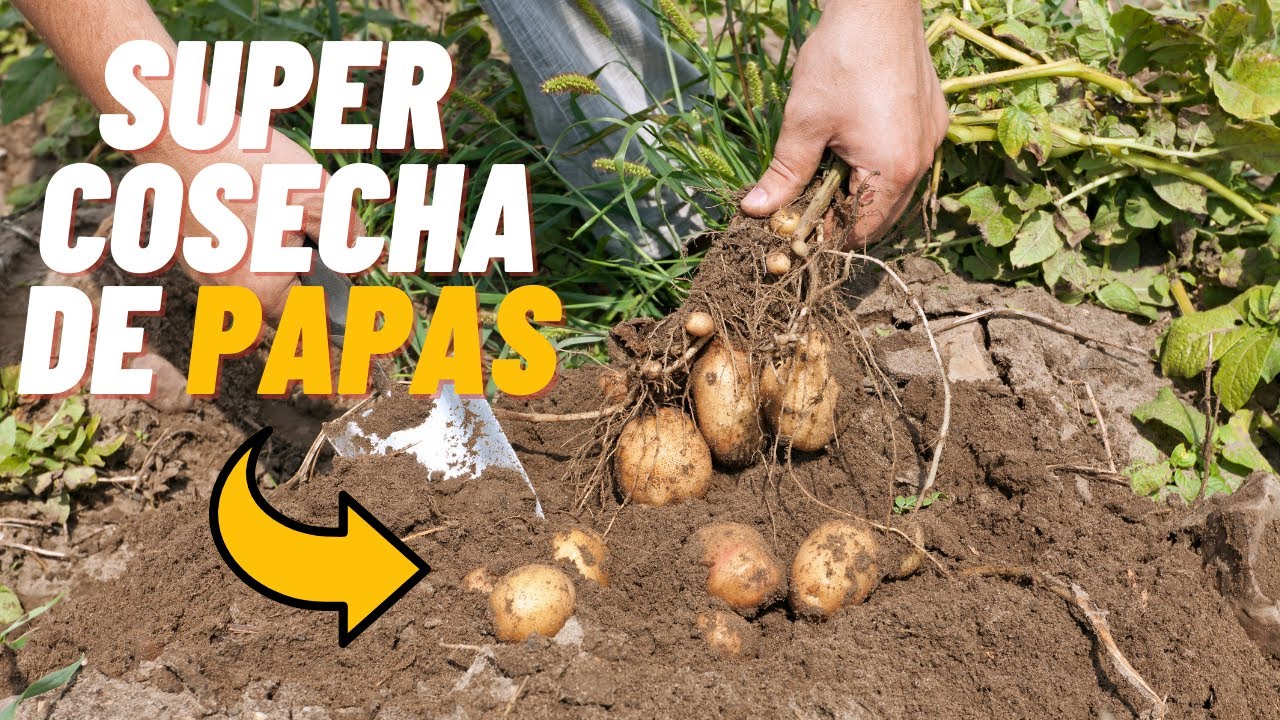 Tiempo de cosecha de la papa