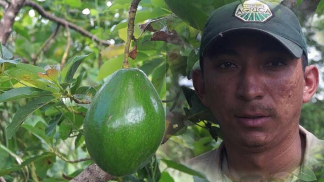 Tiempo de cosecha del aguacate