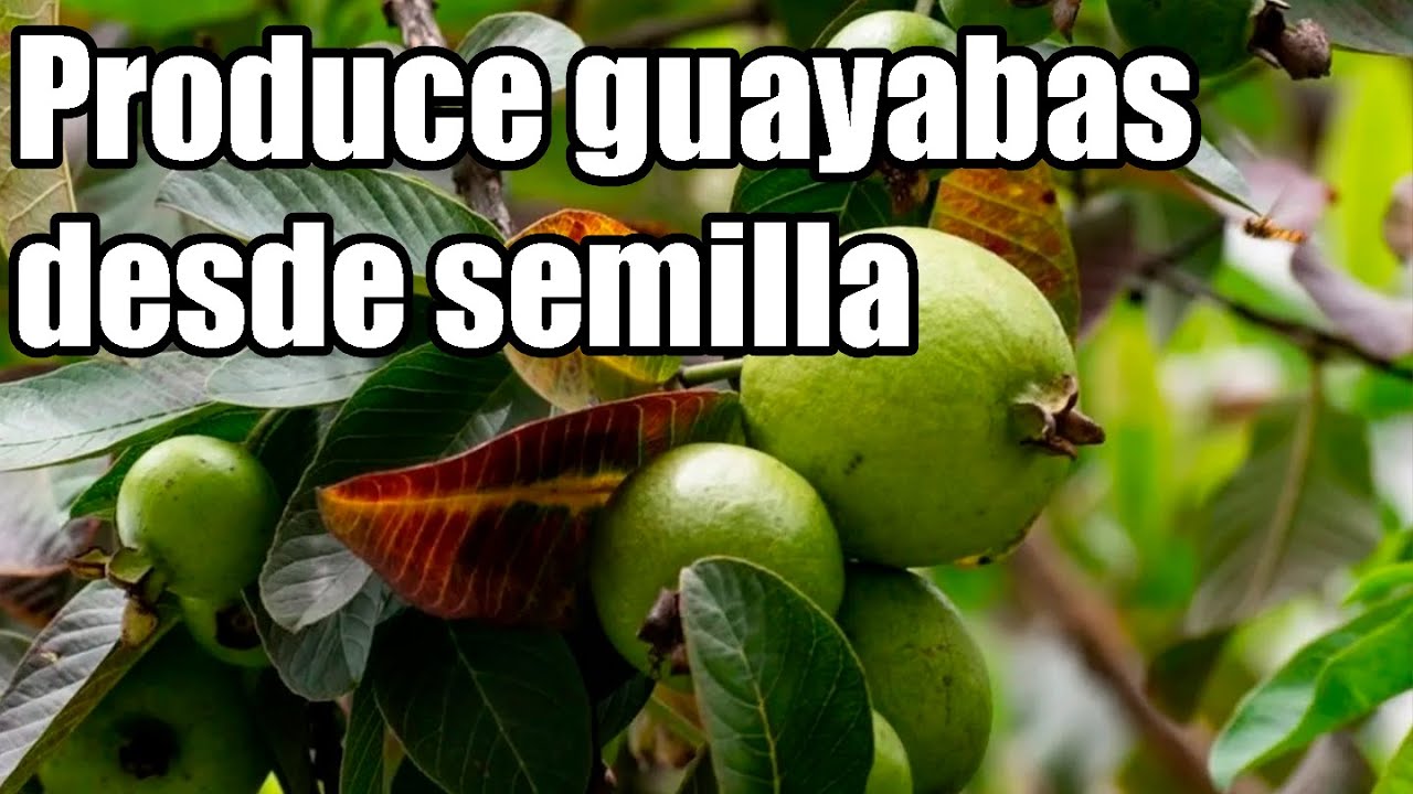Tiempo de crecimiento y fructificación del guayabo