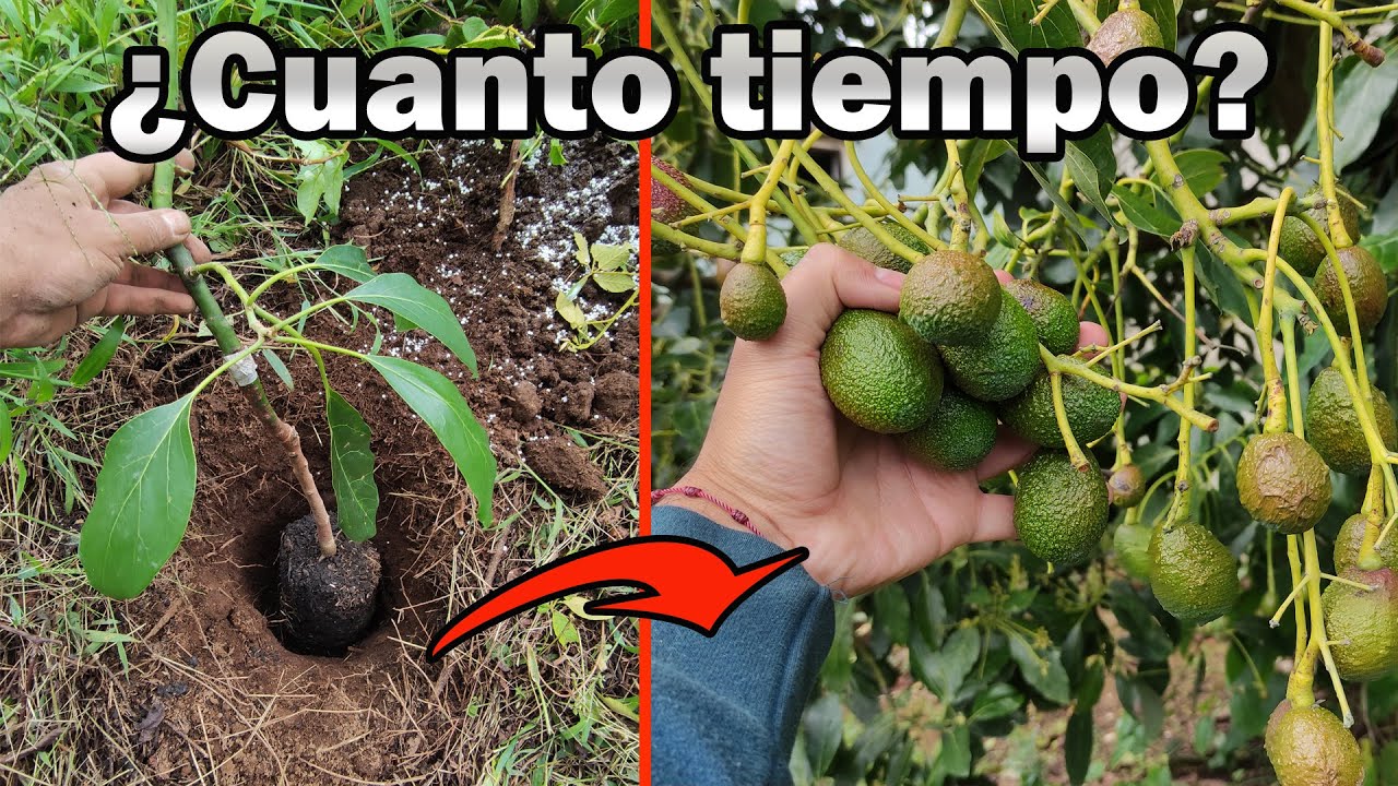 Tiempo estimado para el crecimiento de un aguacate