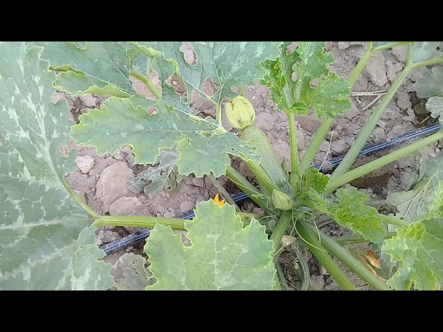 Tiempo óptimo de cosecha de calabazas