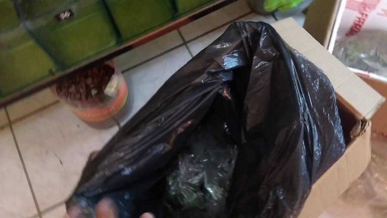 Tiempo que aguanta un pez en una bolsa