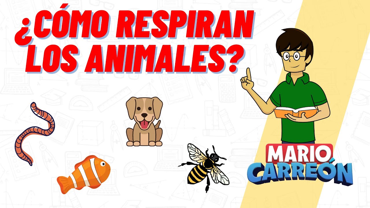 Tipo de respiración de la sanguijuela: Descubre cómo respiran las sanguijuelas