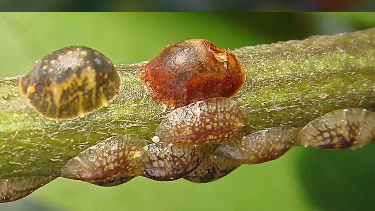 Tipos de plagas en cultivos agrícolas