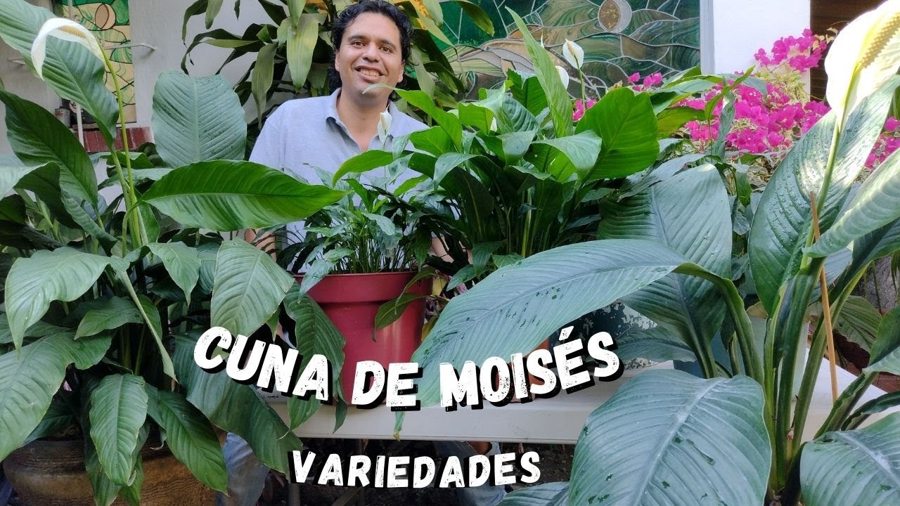 Tipos de plantas cuna de Moisés
