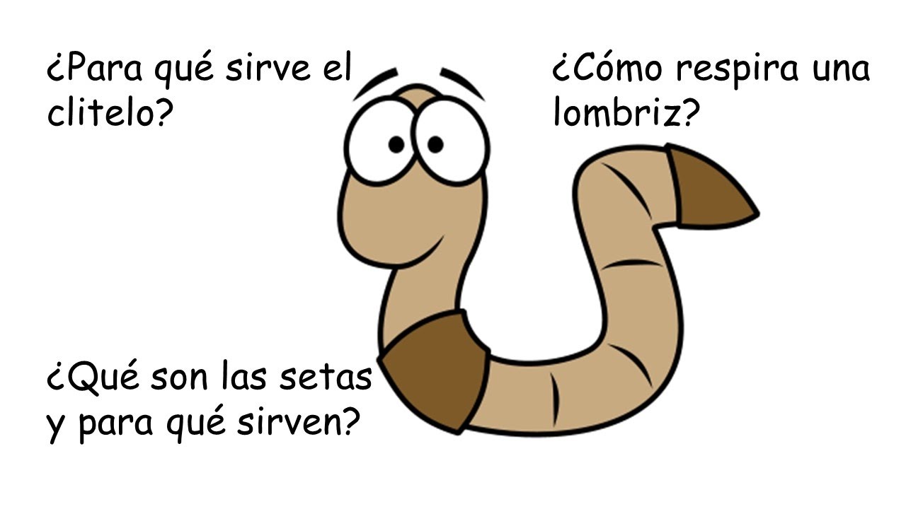 Tipos de respiración en la lombriz de tierra