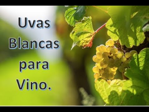Tipos de uva para vino blanco