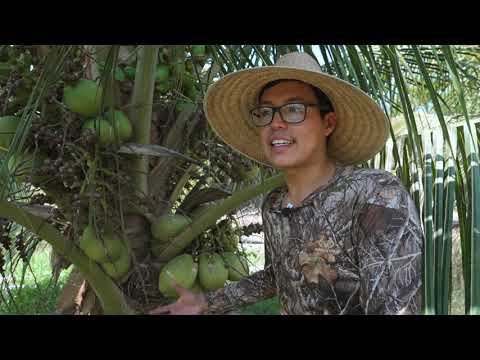 Todo sobre la palma de coco enana en México