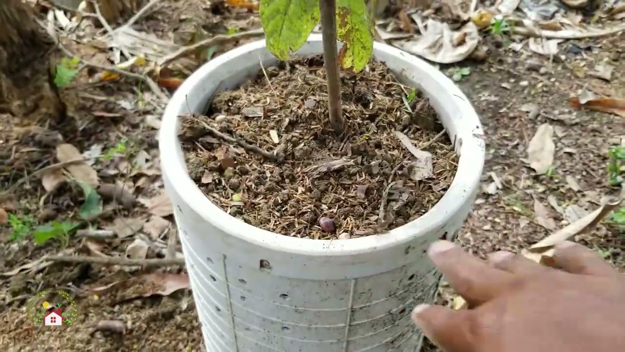 Trasplante fallido: salvando a mi planta
