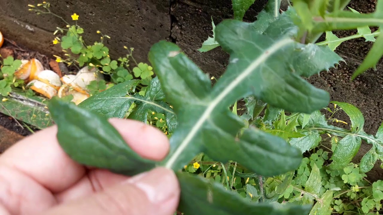 Una planta similar al diente de león