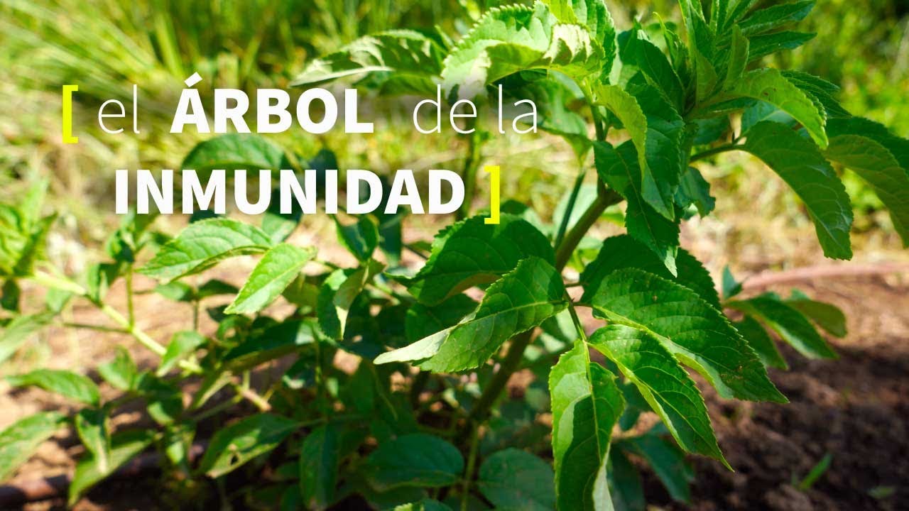 Usos beneficiosos de la hoja de sosa