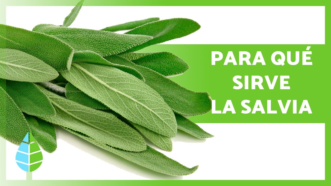 Usos de la salvia y el romero
