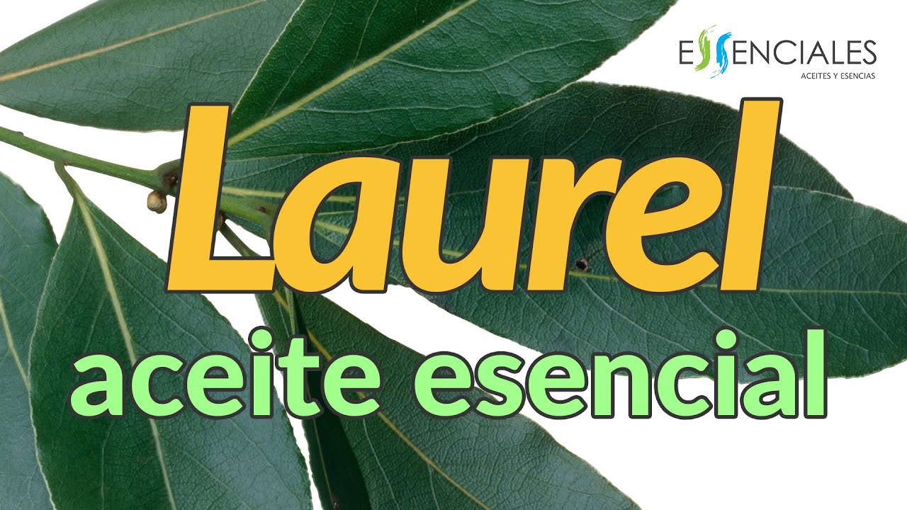Usos y beneficios del aceite de laurel