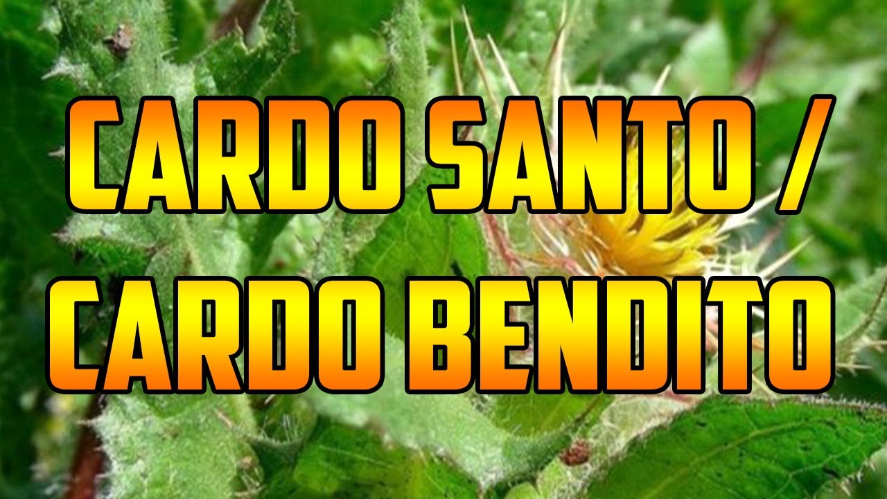 Usos y beneficios del cardo santo planta medicinal