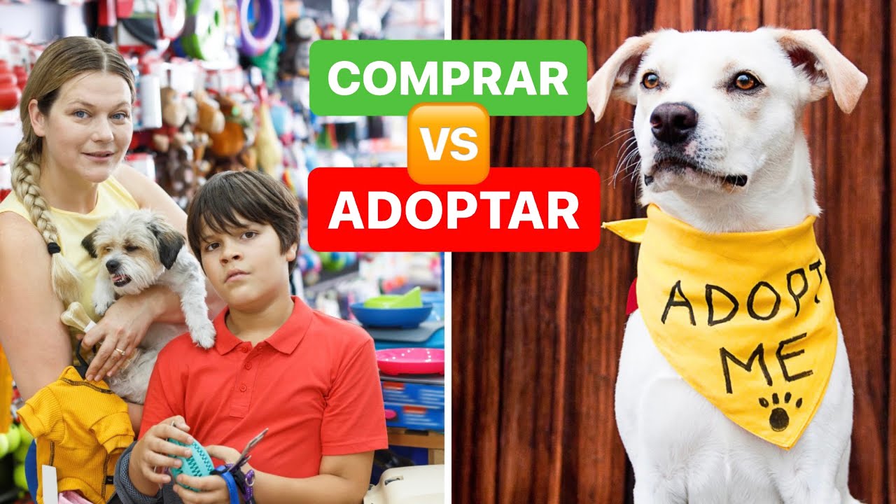 Ventajas de adoptar en lugar de comprar mascotas