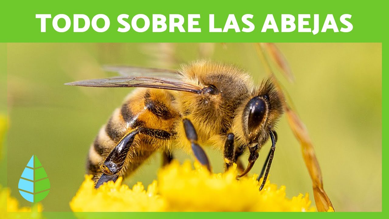 Vida de abeja: mi experiencia
