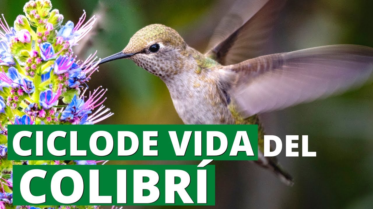 Vida promedio de un colibrí