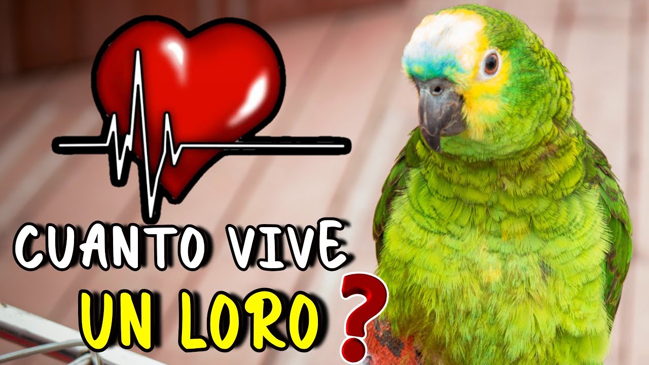Vida promedio de un loro verde