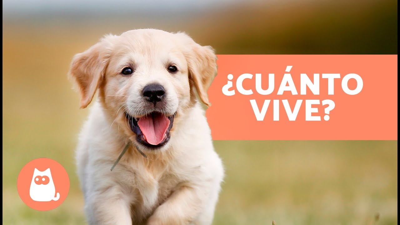 Vida promedio del golden retriever