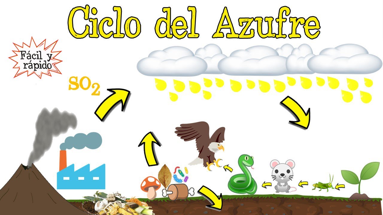 ¡Aprendiendo sobre el ciclo del azufre de forma divertida!