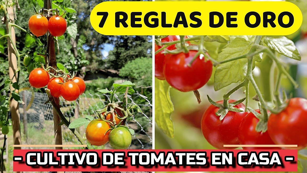¿Cómo cuidar tomateras en macetas?