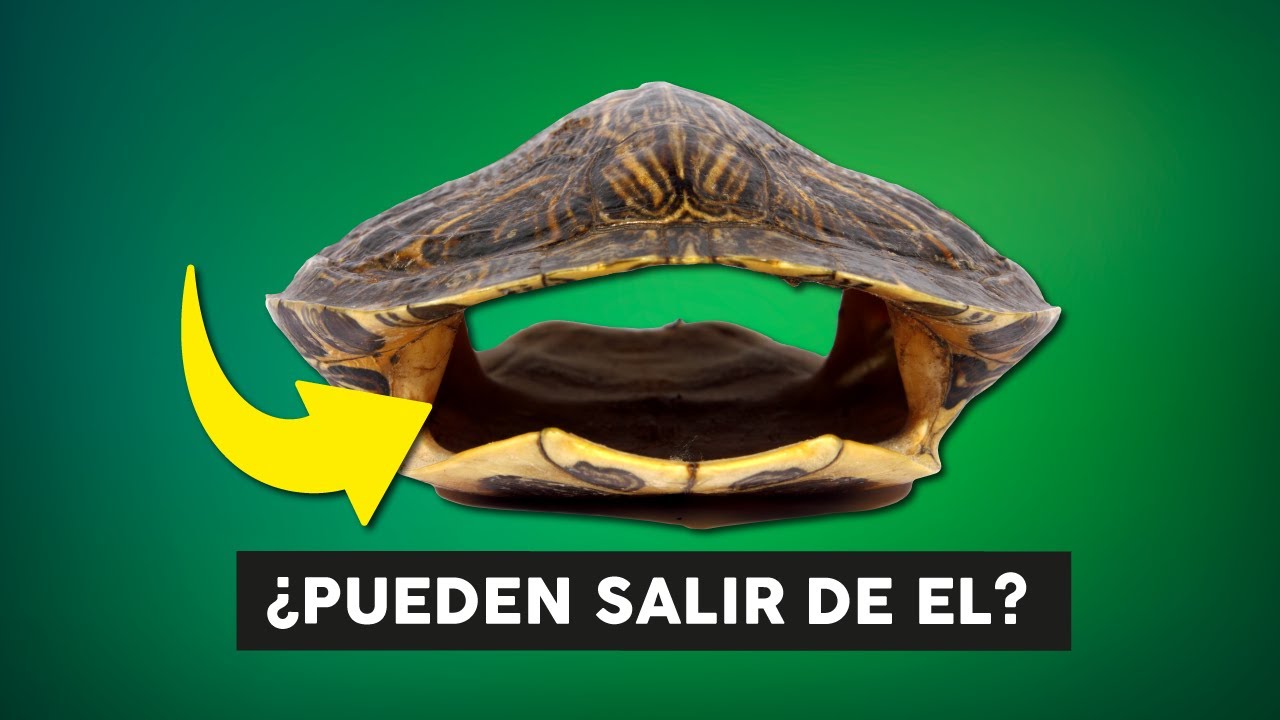 ¿Cómo es una tortuga sin caparazón?