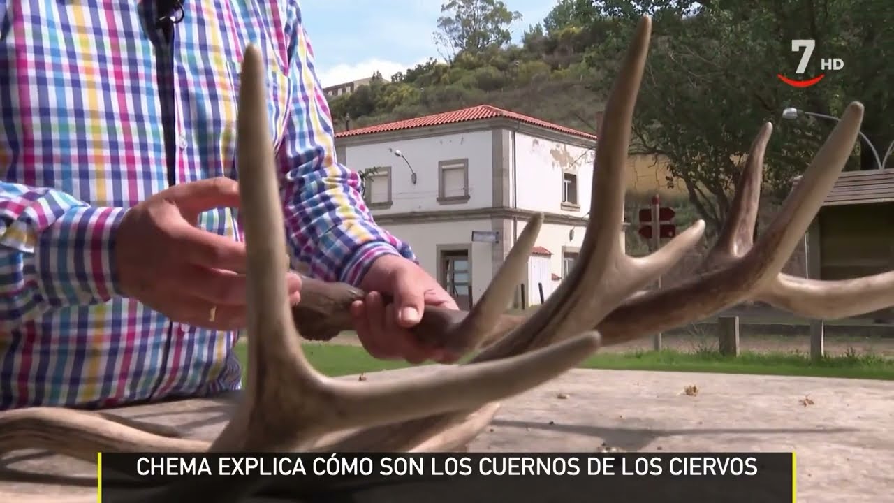 ¿Cómo se llaman los cuernos de los venados?