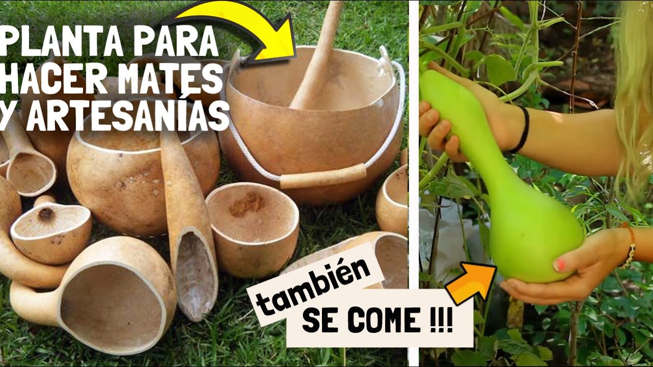 ¿Cuál es la época ideal para sembrar porongos?