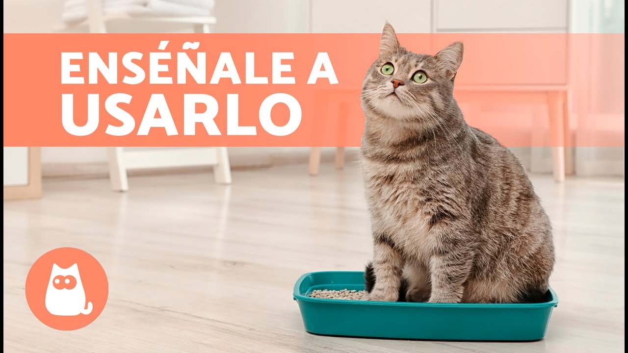 ¿Cuándo empiezan los gatos a usar el arenero?