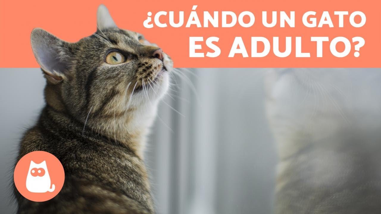¿Cuándo se considera adulto un gato?