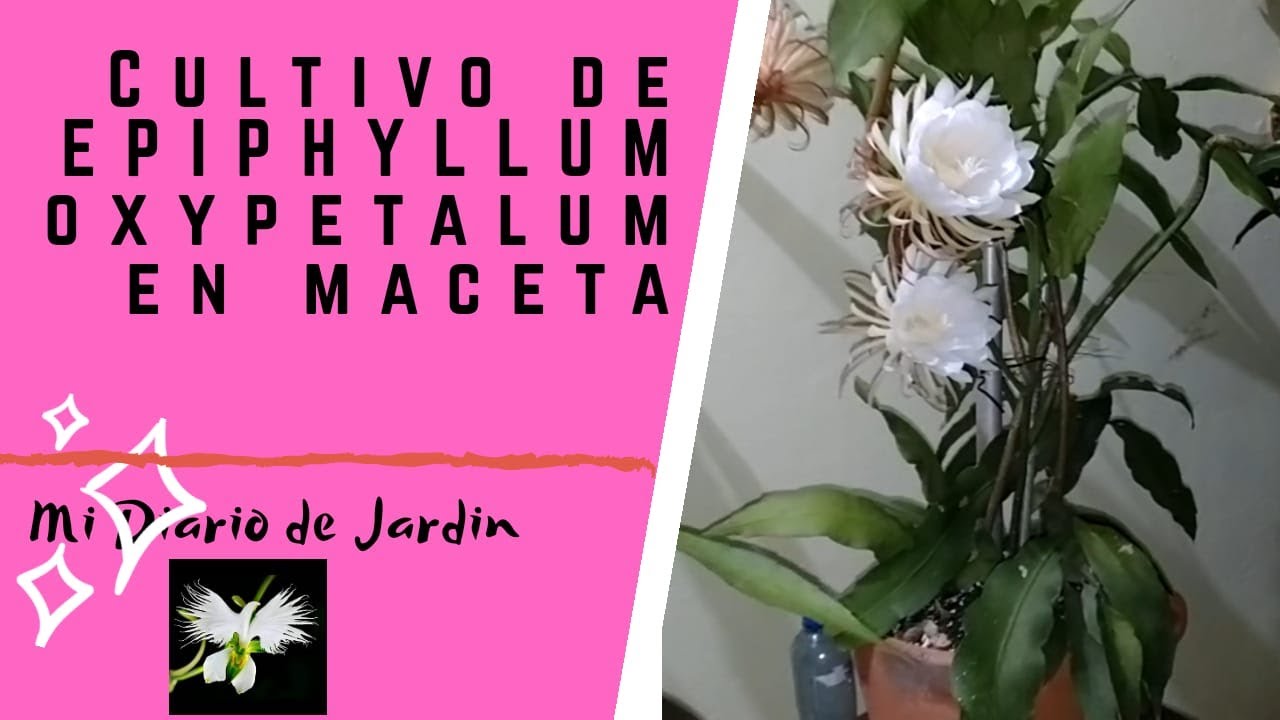 ¿Cuándo sembrar dama de noche en Argentina?: Guía de siembra de damas de noche en Argentina