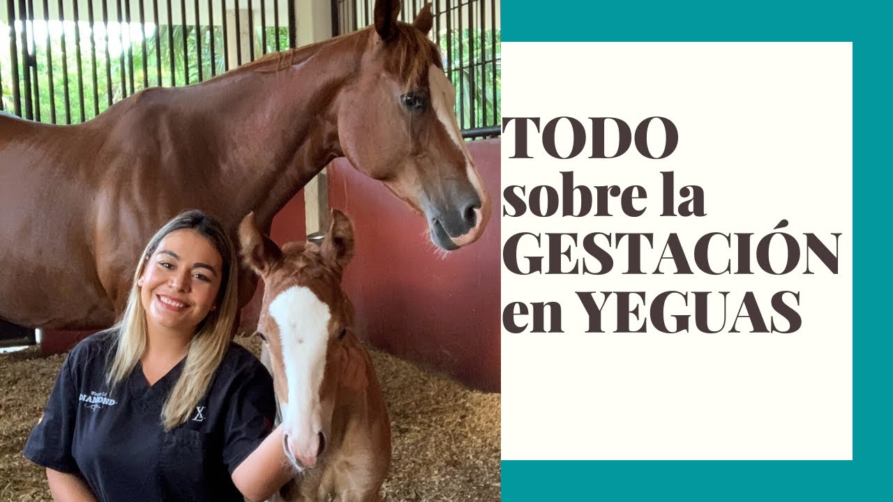 ¿Cuánto tarda la gestación de un caballo?: Duración de la gestación de los caballos