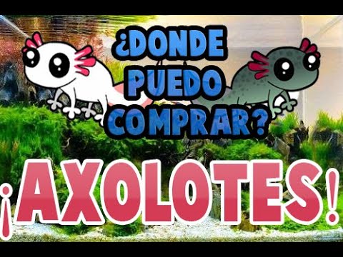¿Dónde comprar un ajolote en México?