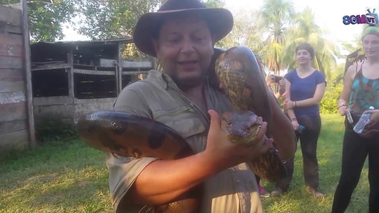 ¿Está en peligro de extinción la anaconda?