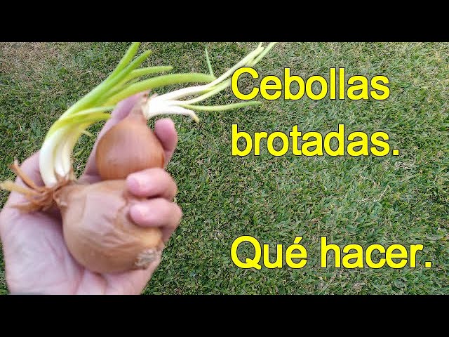 ¿La cebolla es tallo o raíz?