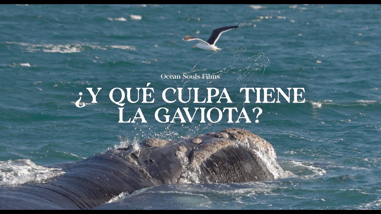 ¿La gaviota es vivípara u ovípara?